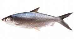 Молочная рыба  (Ханос)вял